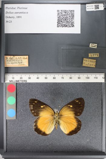 Media type: image;   Entomology 131798